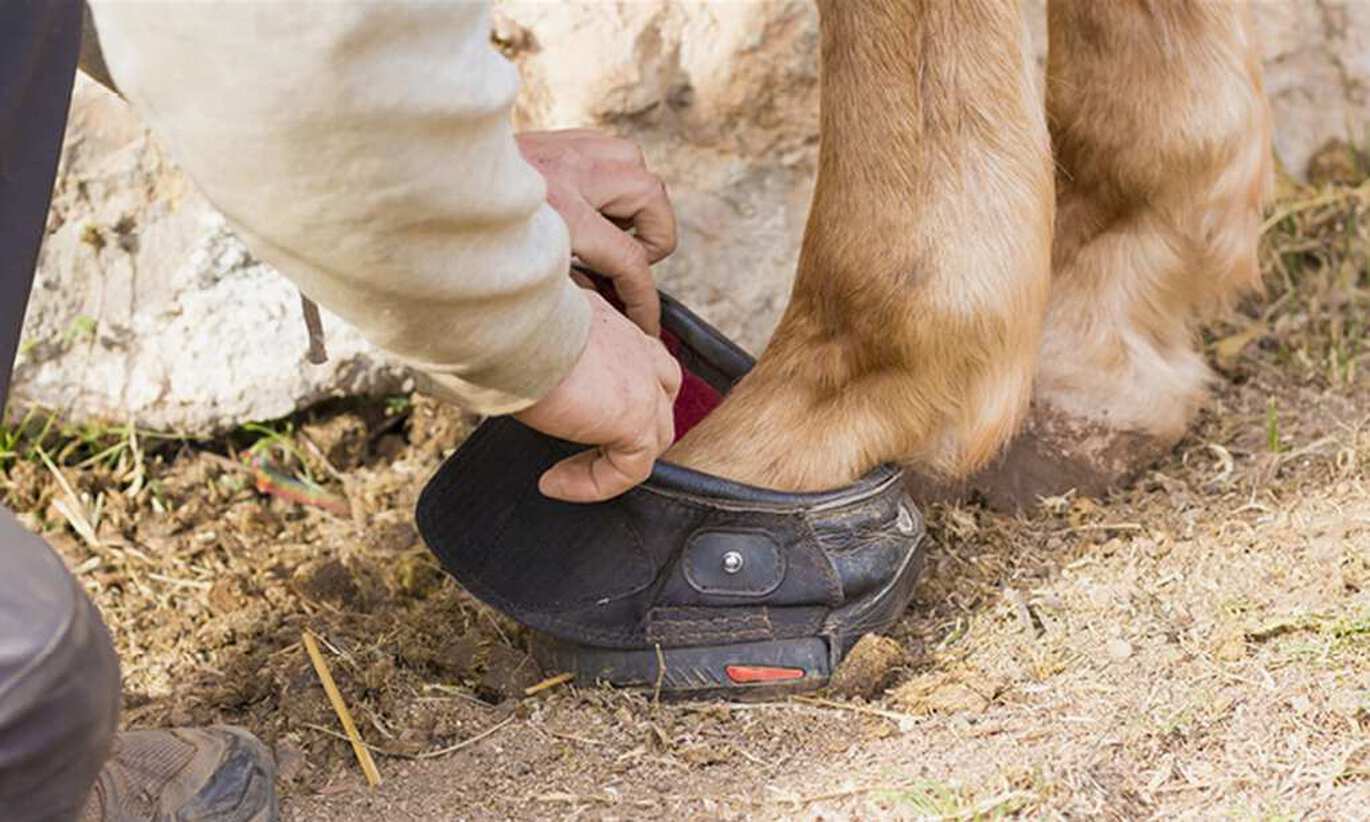 Hoof shoes - the practical alternative to classic horse shoeing