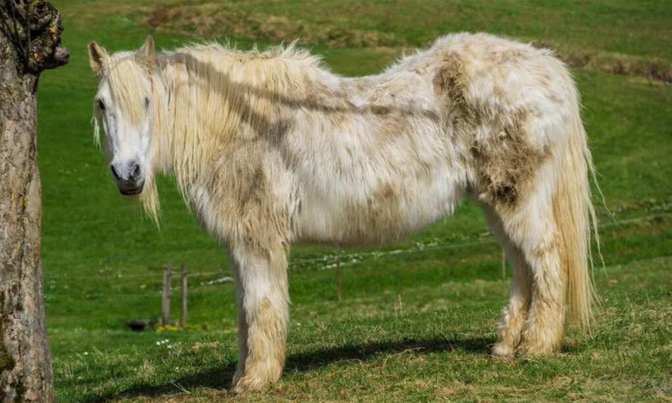 Cushing's disease in horses