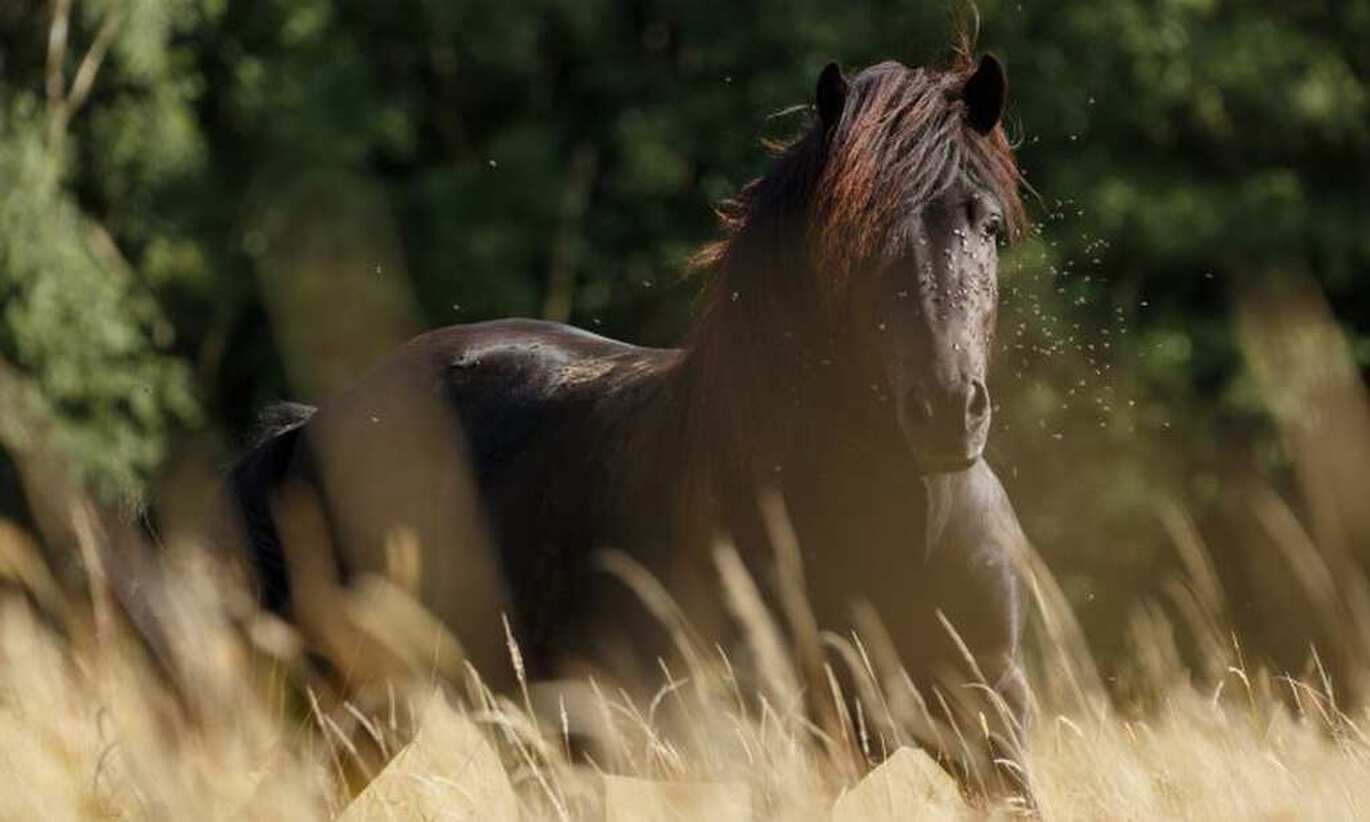 Treating sweet itch in horses