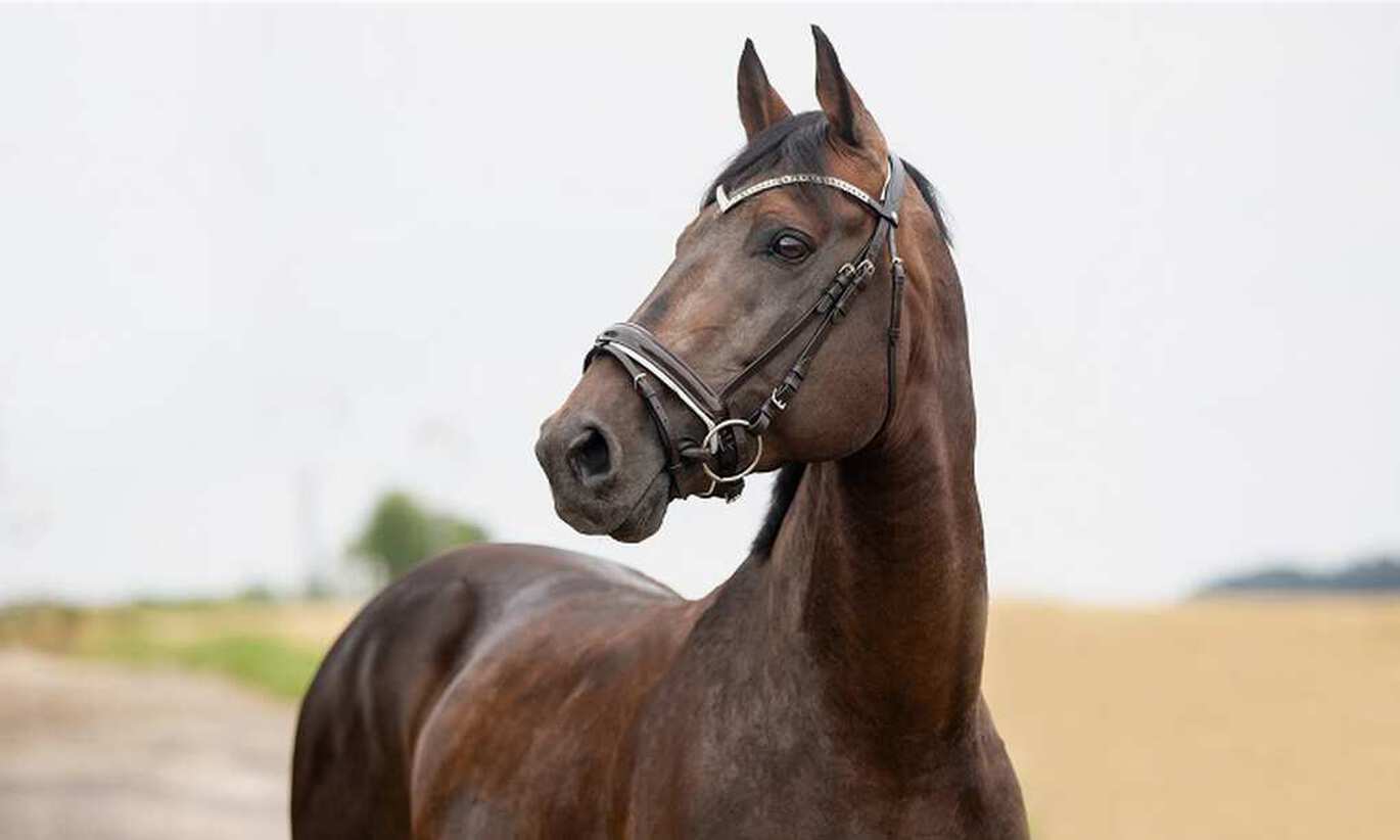 Which noseband is right for my horse?