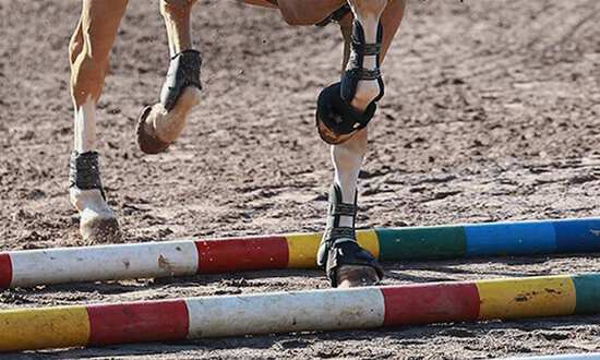 Pole work exercises for horses