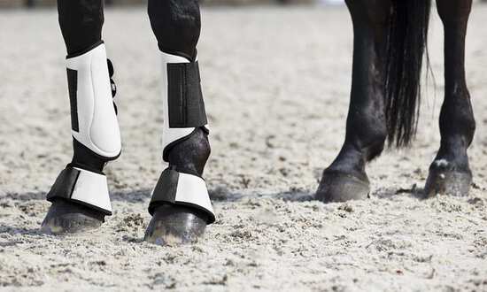 Why do horses need leg protection?