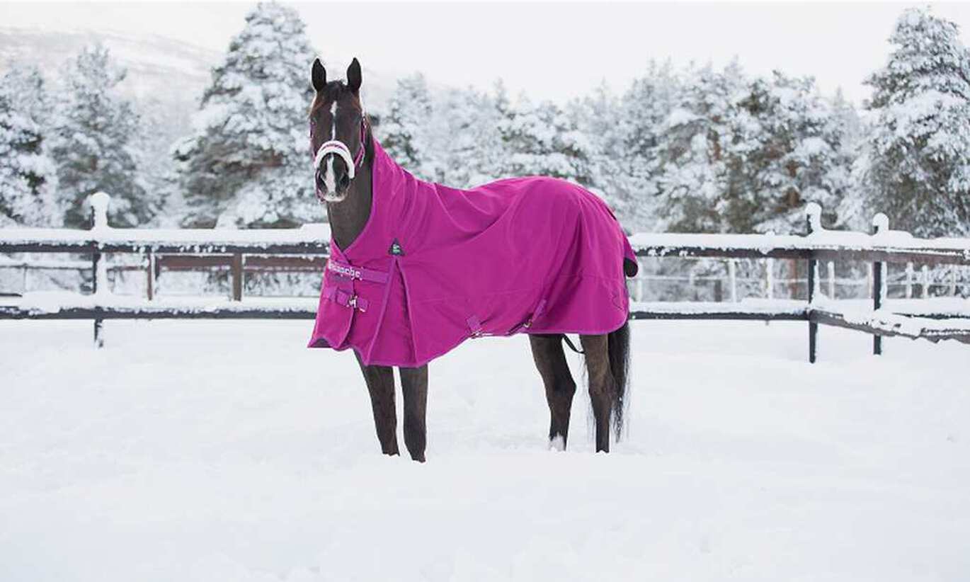 Winter horse care tips