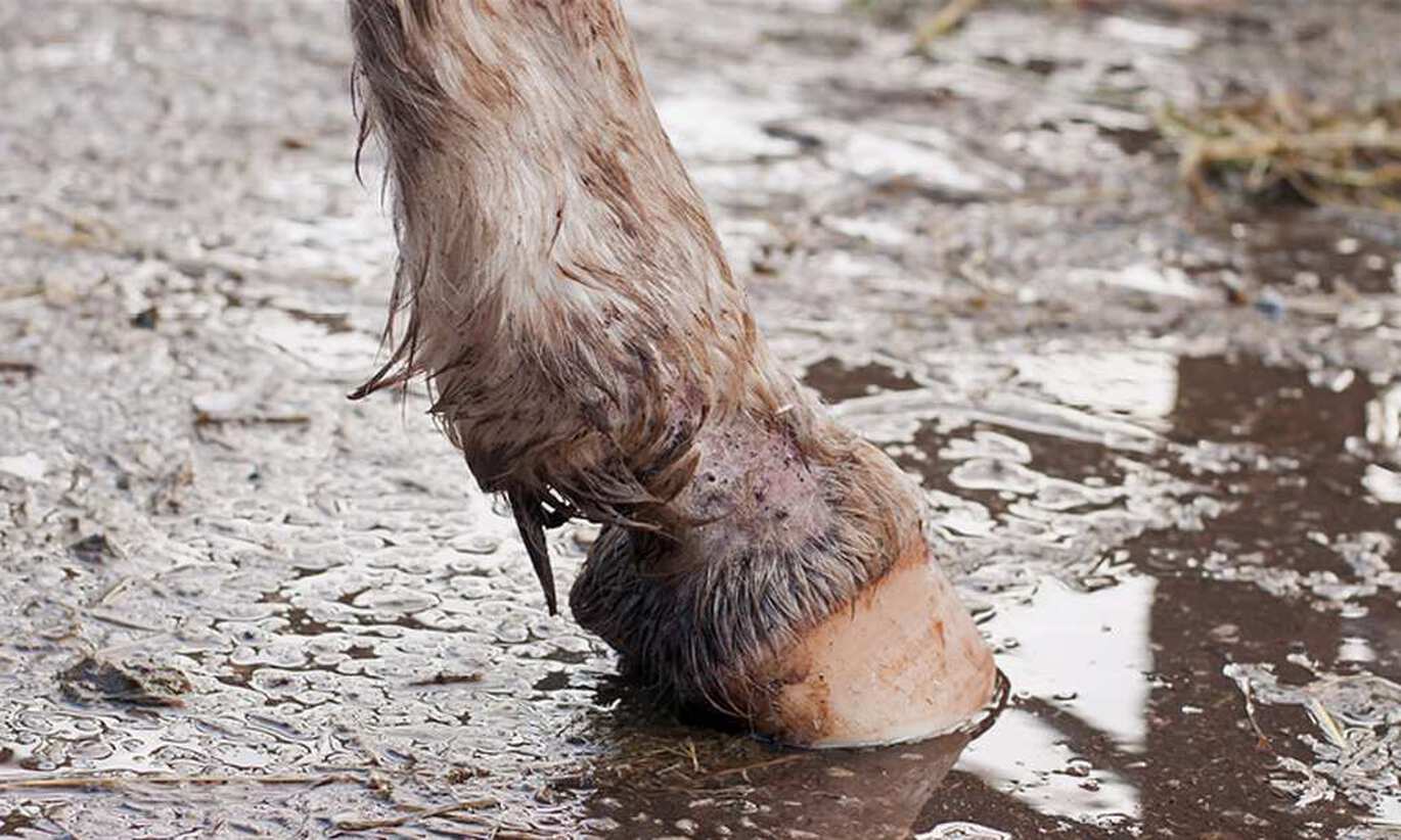 Mud fever in horses