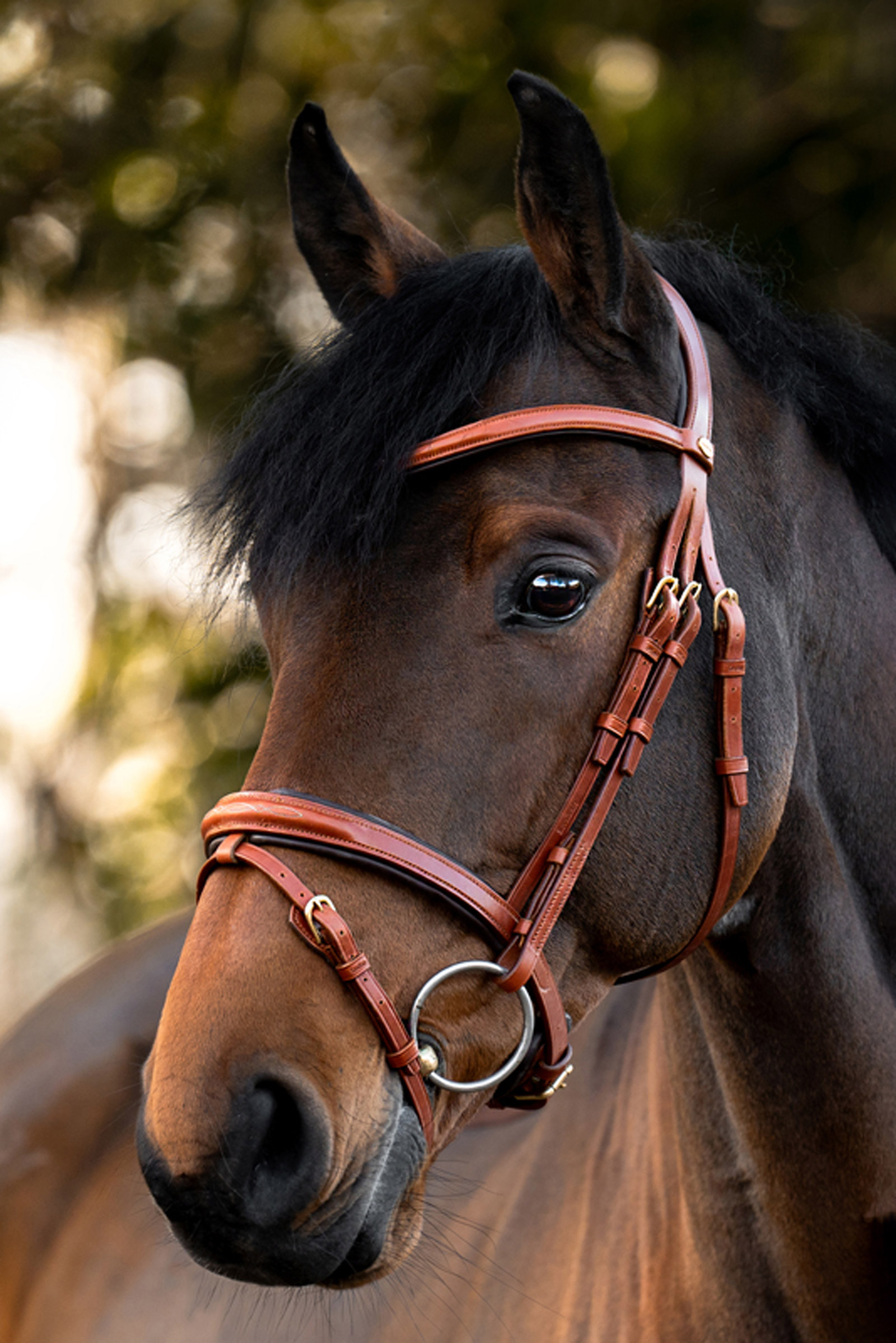 Kavalkade Robin English Bridle