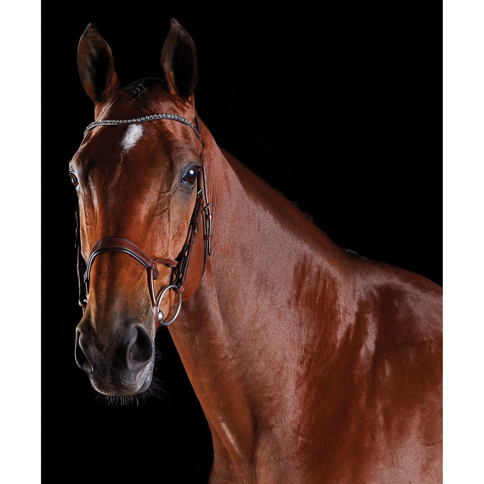 Brown Collegiate ComFiTec Crystal Bridle