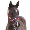 Roma Foal Headcollar
