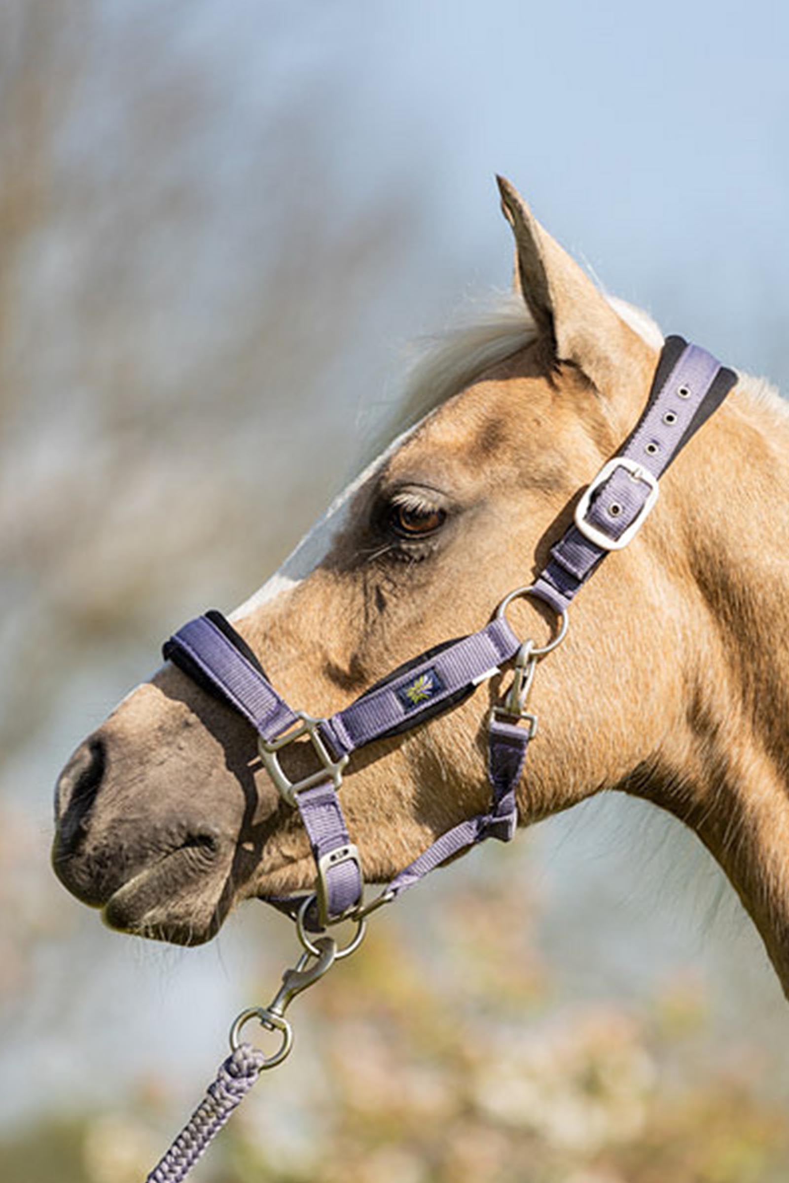 BR Pony / Mini Horse Halter With Lead