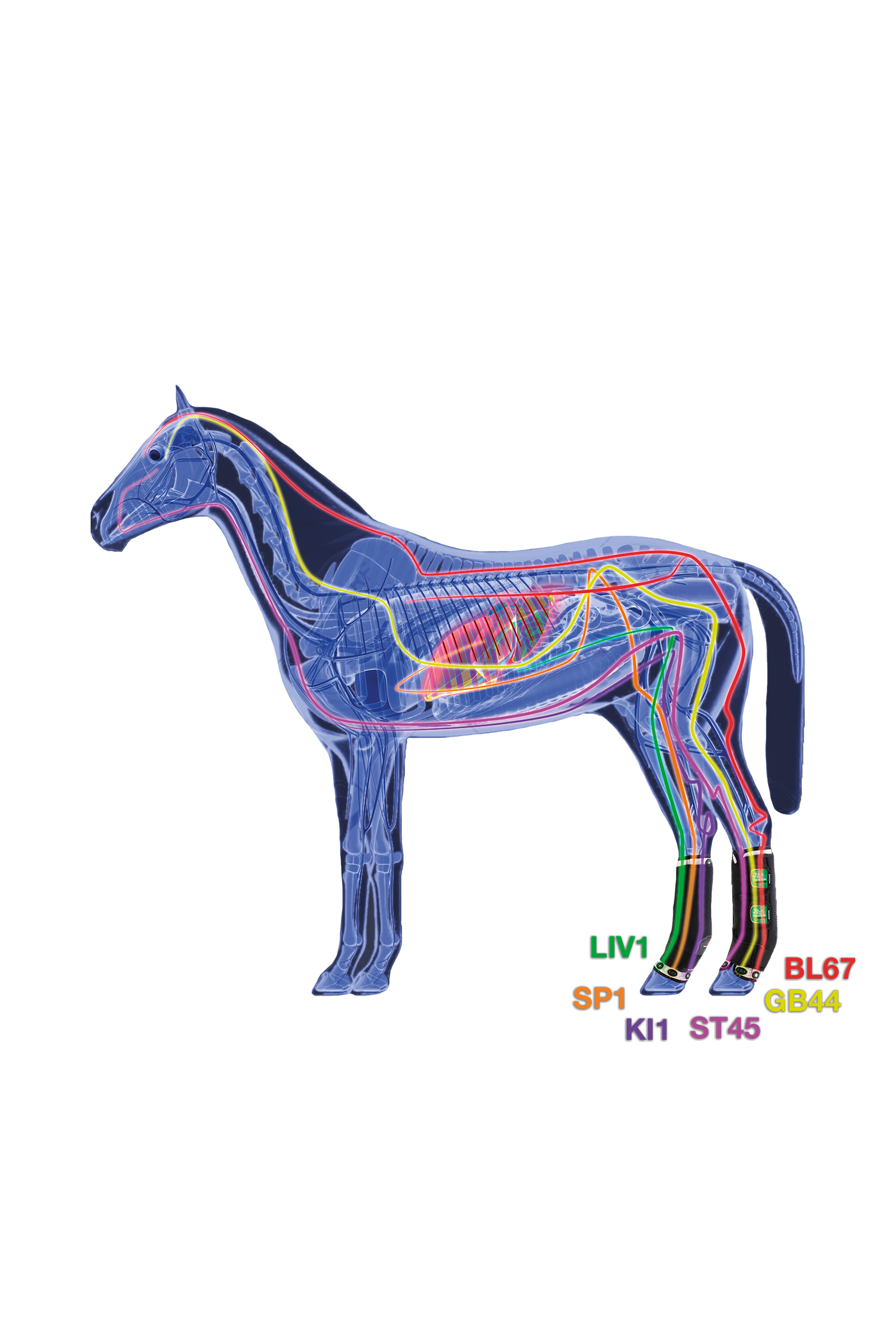 Zandona Therapeutic Wellness Support Boot Air rear