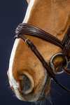 Dy'on D Collection Anatomical Bridle With Flash Noseband 