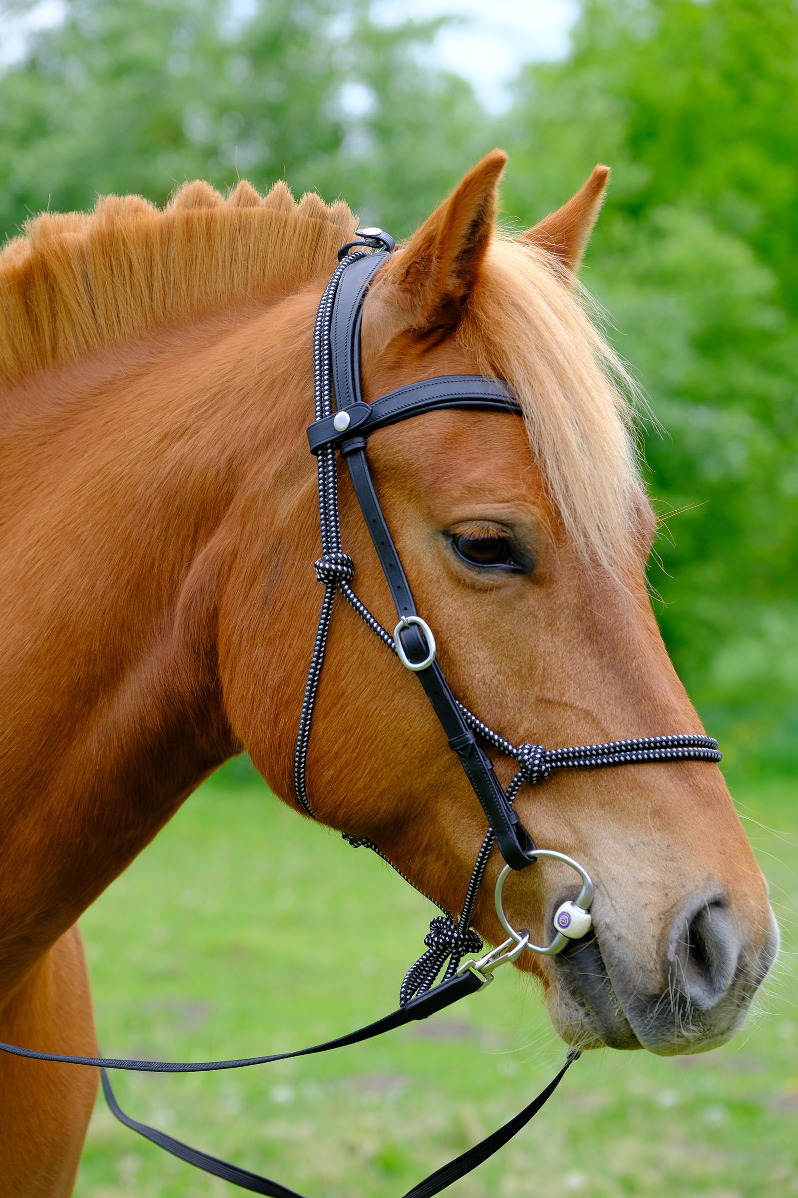 F.R.A. Freedom Riding Articles Campari combined Bridle, without bit