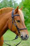 F.R.A. Freedom Riding Articles Campari combined Bridle, without bit