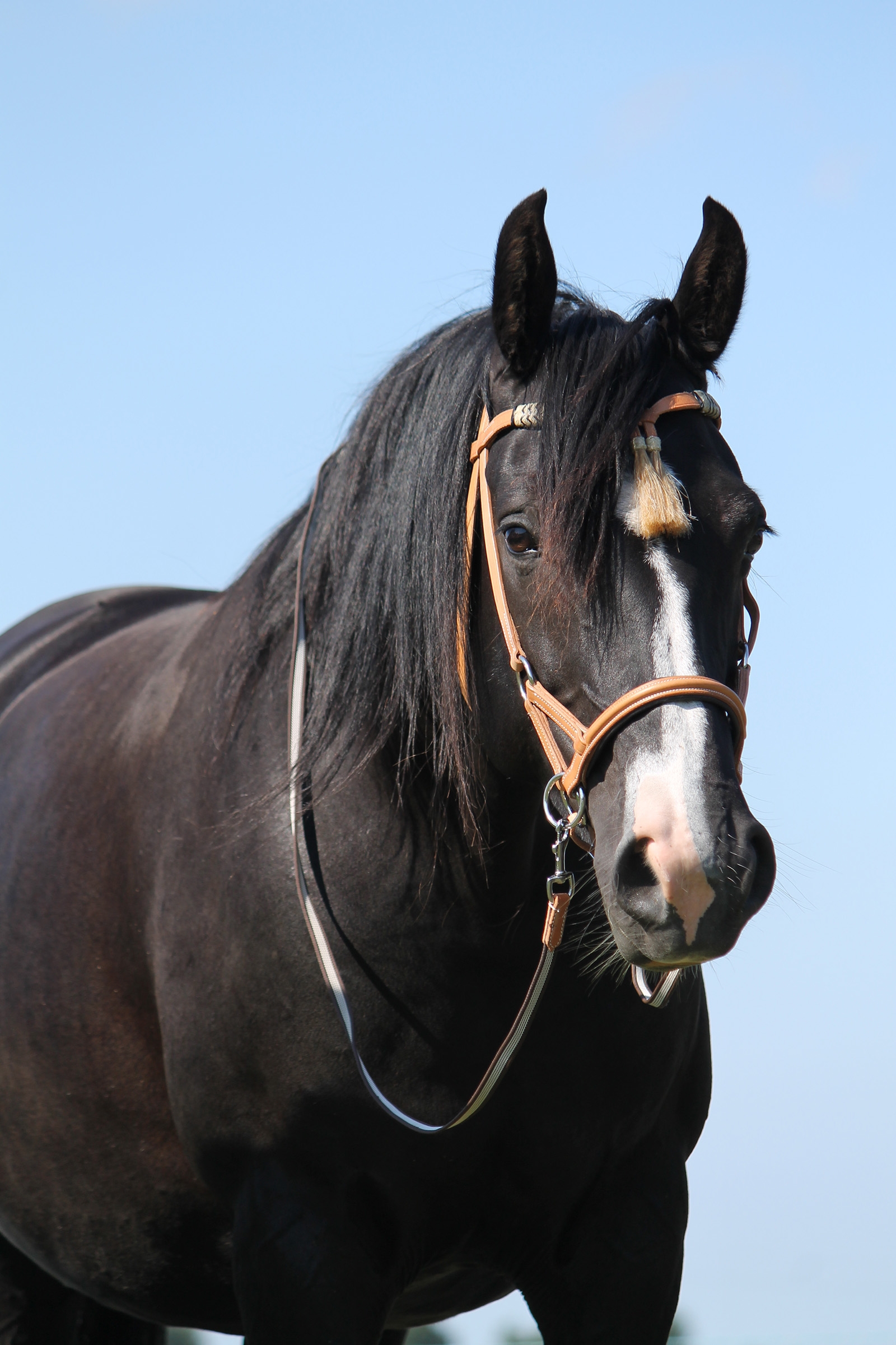 F.R.A. Freedom Riding Articles Shango Sidepull (System 3) Western Look Leather