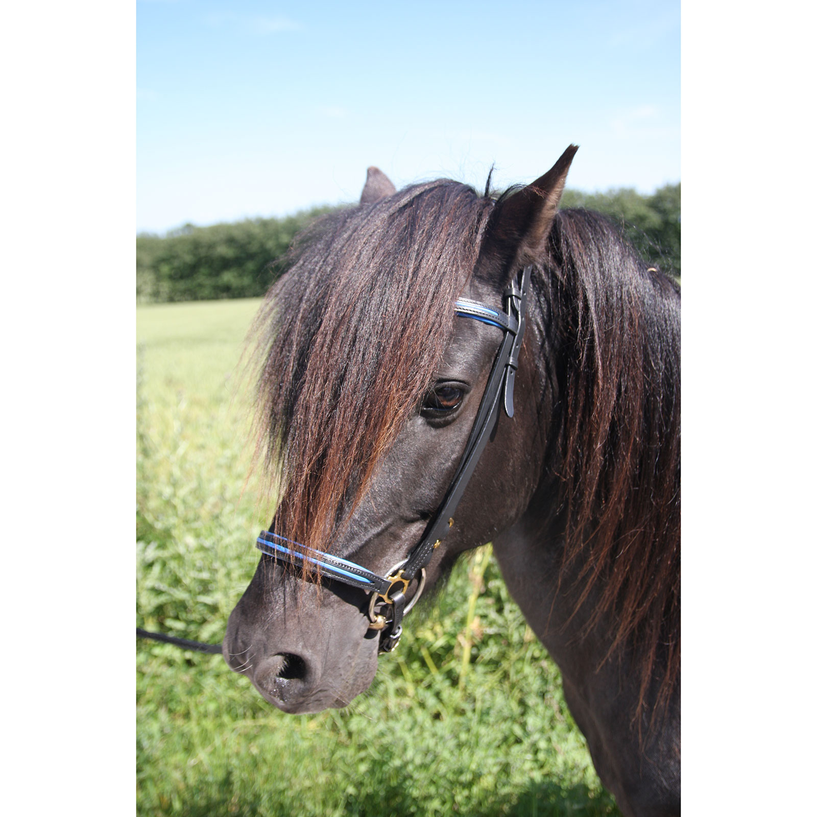 Karlslund New style noseband
