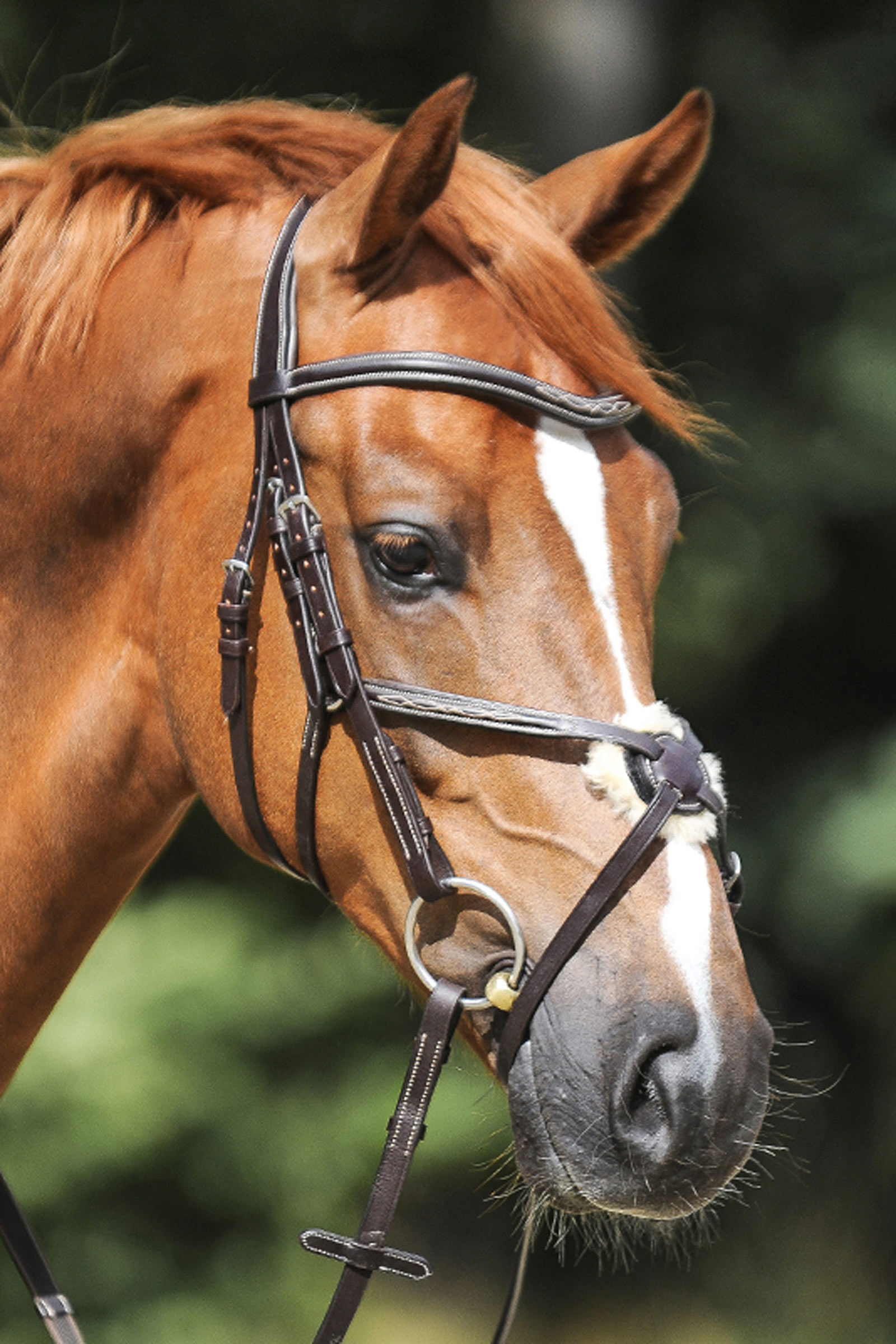 Kavalkade Diandro Grackle Bridle