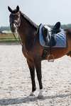 PS of Sweden Heart Dressage Saddle Pad