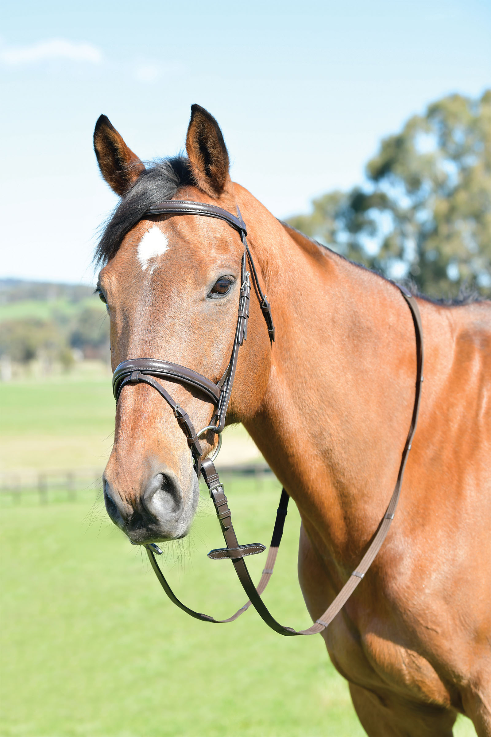 Brown Kincade Classic Plain Raised Flash Bridle With Reins