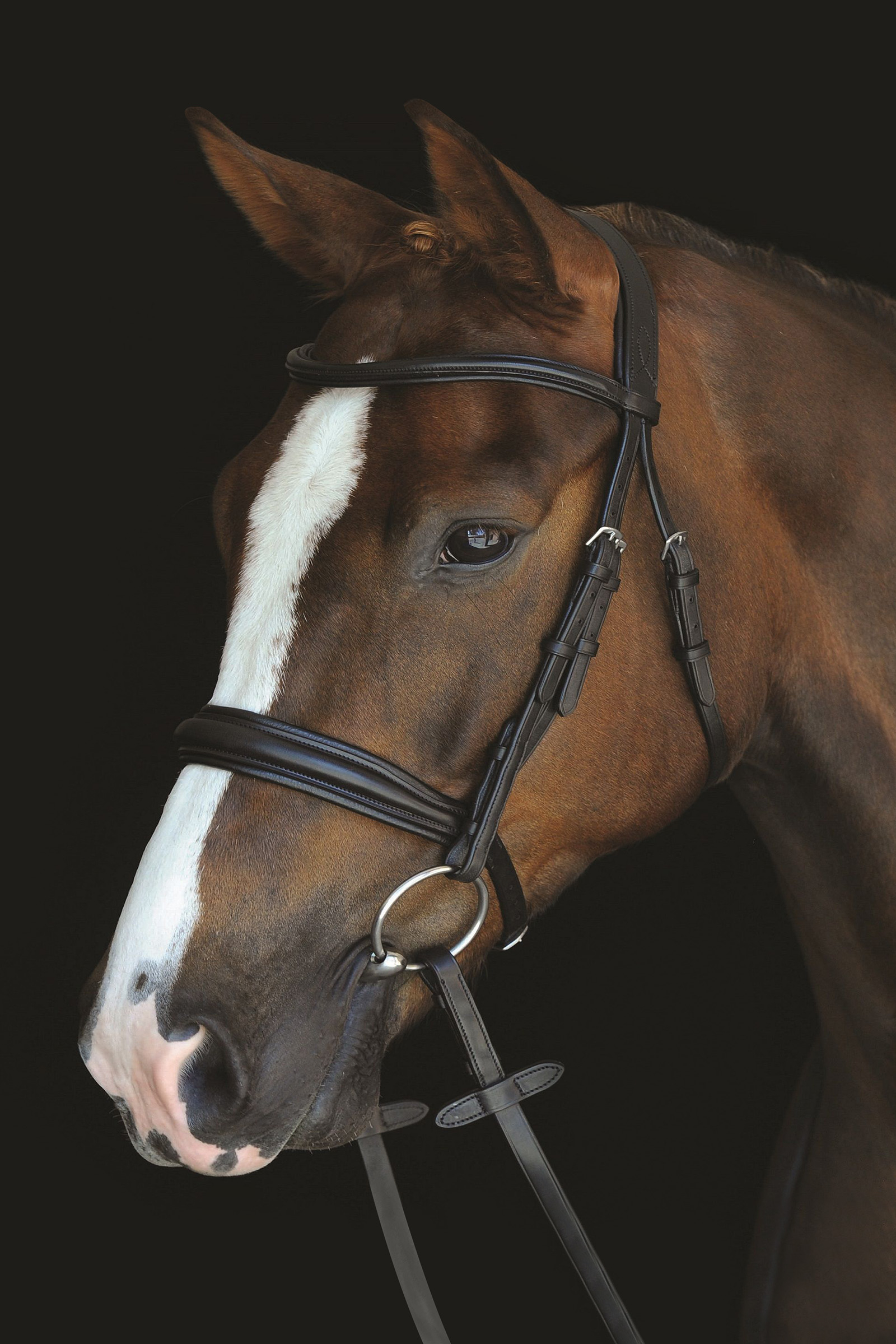 Brown Collegiate Mono Crown Padded Raised Cavesson Bridle