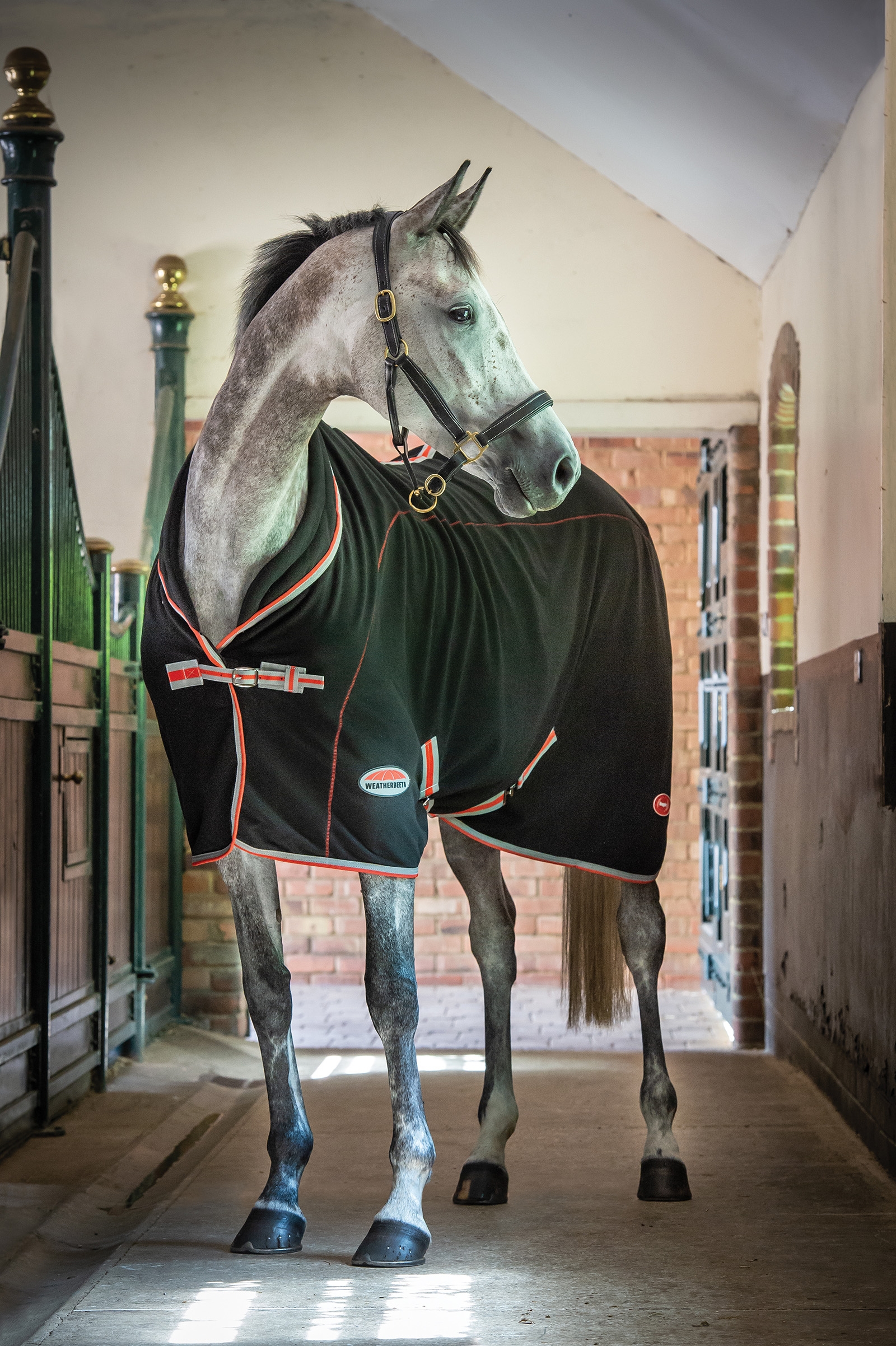 Weatherbeeta Therapy-Tec Standard Neck