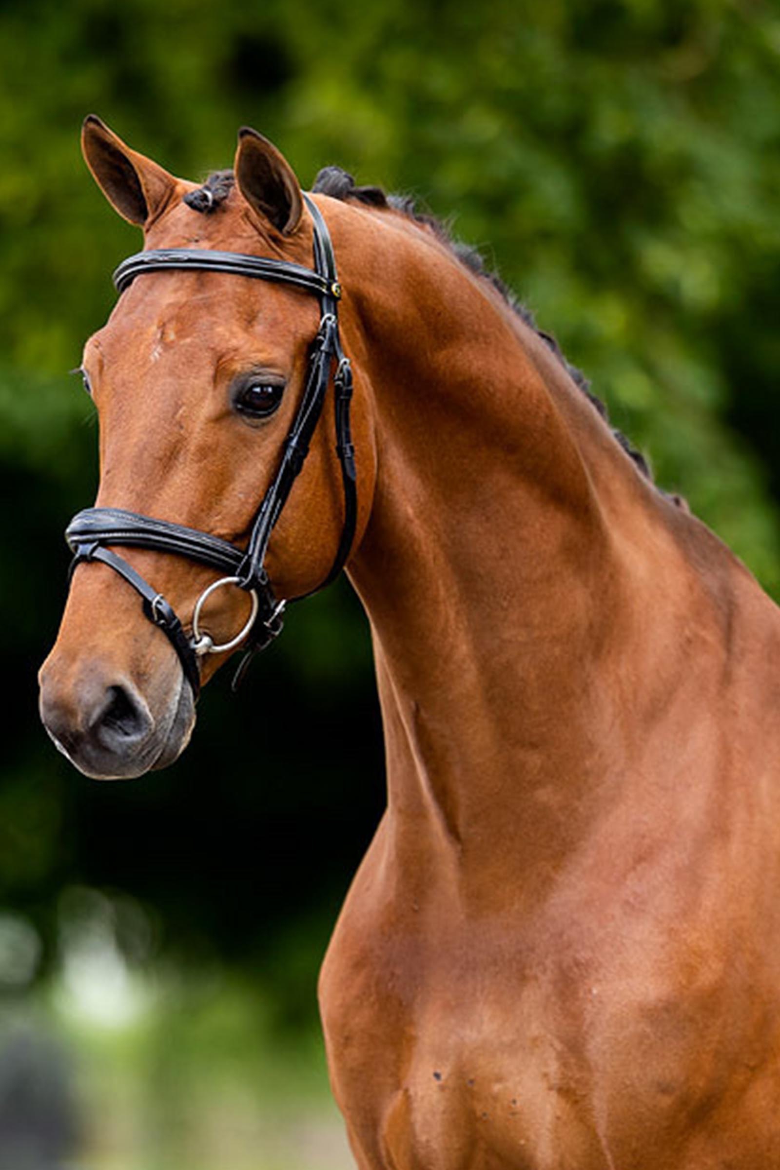 BR Cheltenham Bridle 