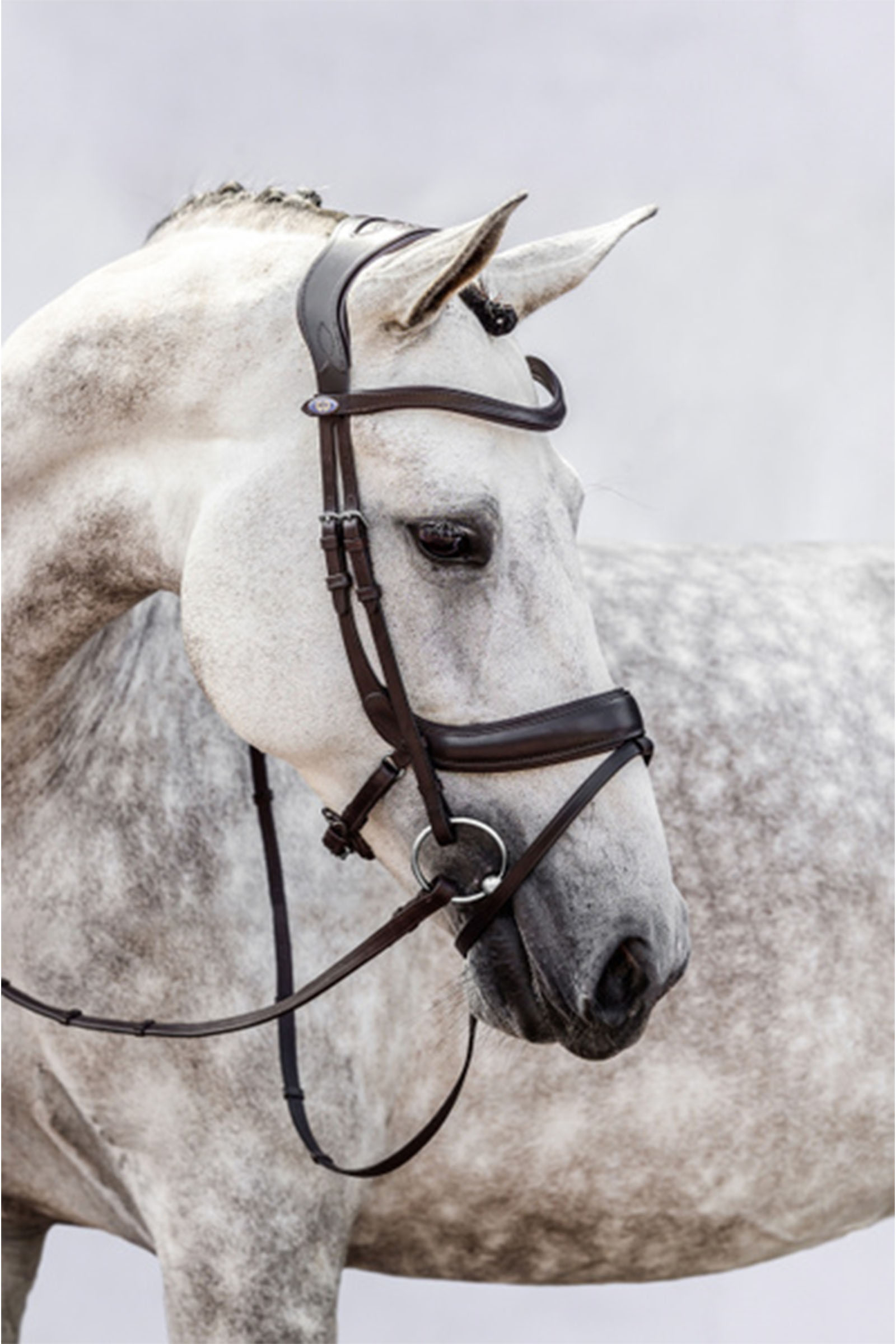 PS of Sweden bridle Paladin