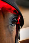 Horseware LED Red Light Therapy Poll Cap