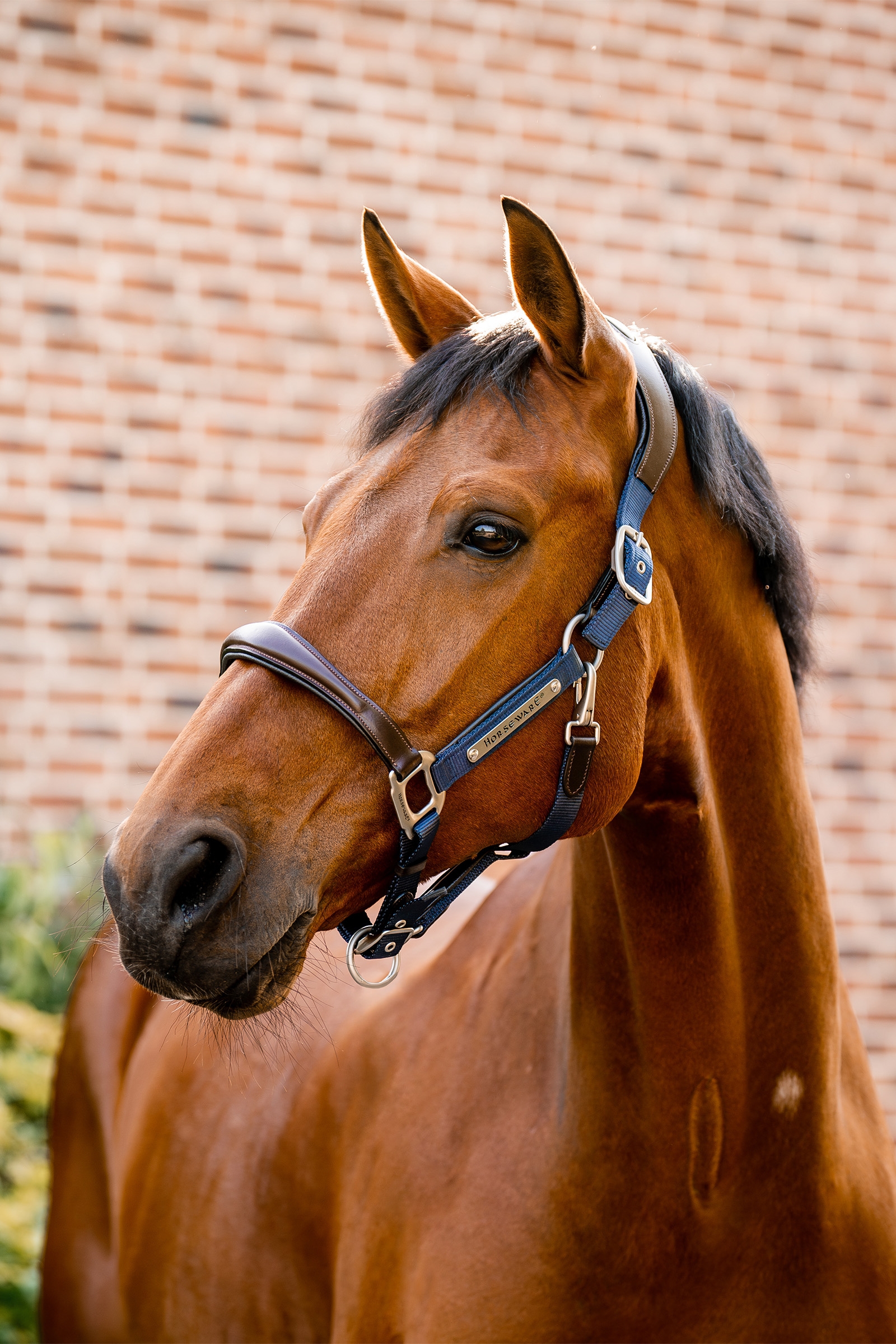 Horseware Signature Competition Headcollar