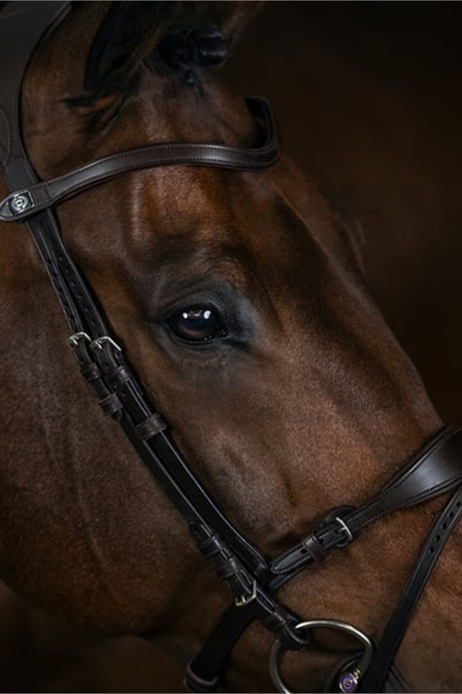PS of Sweden Bridle, Mary Lou by Henrik von Eckermann