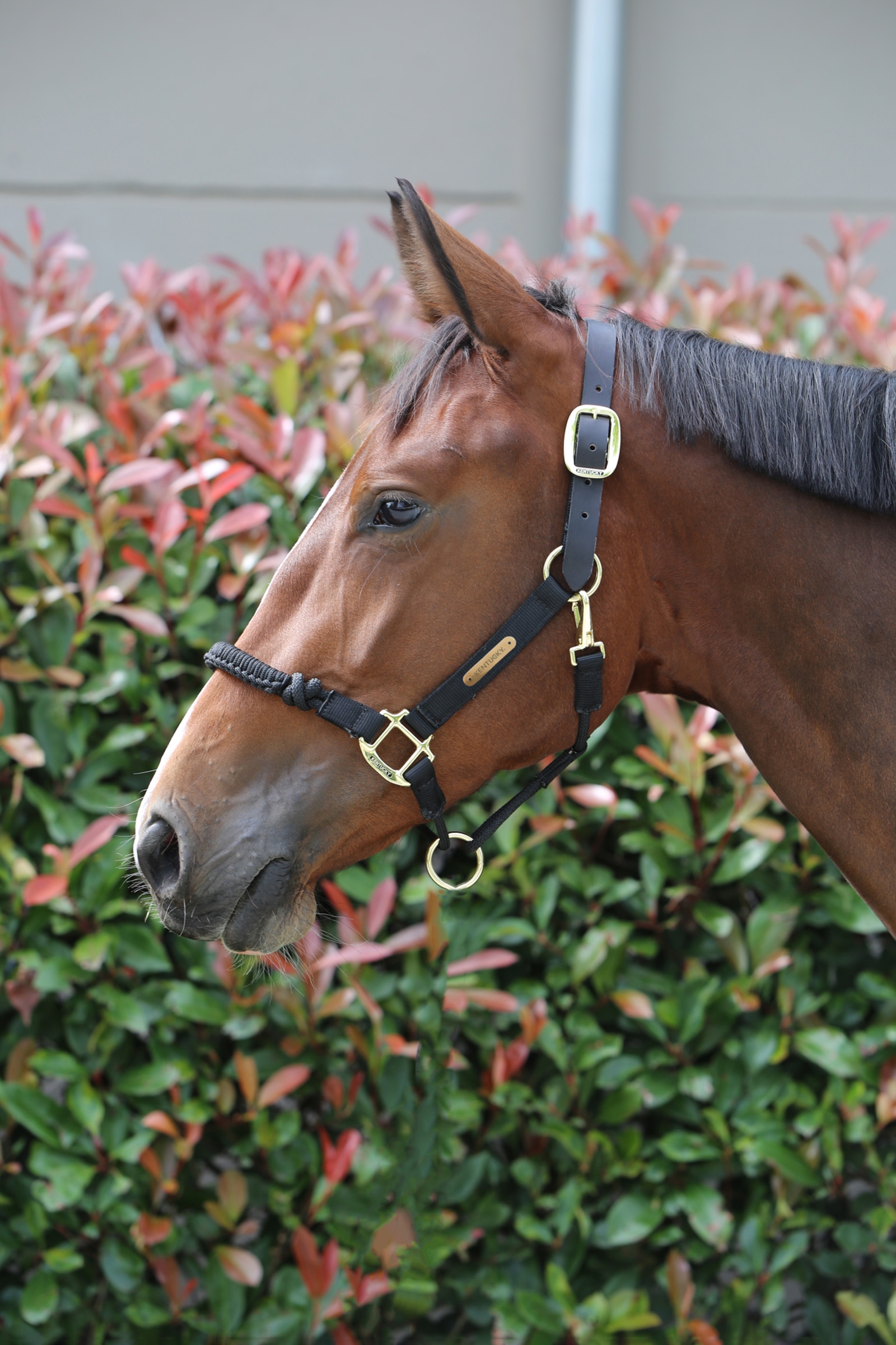 Kentucky Horsewear Control Halter