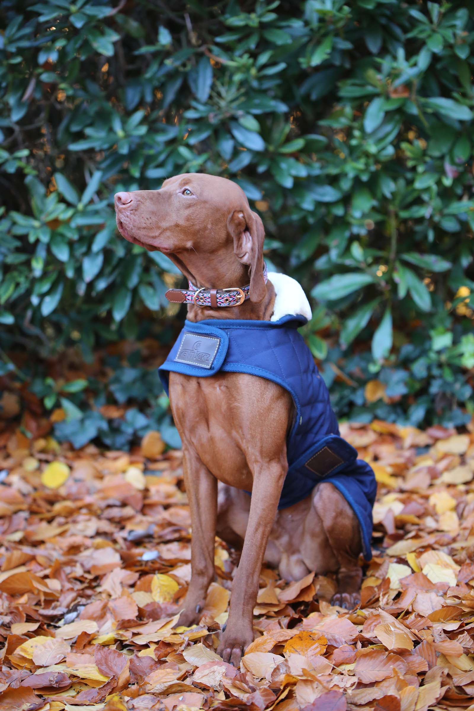 Kentucky Dogwear Dog Coat Waterproof