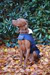 Kentucky Dogwear Dog Coat Waterproof