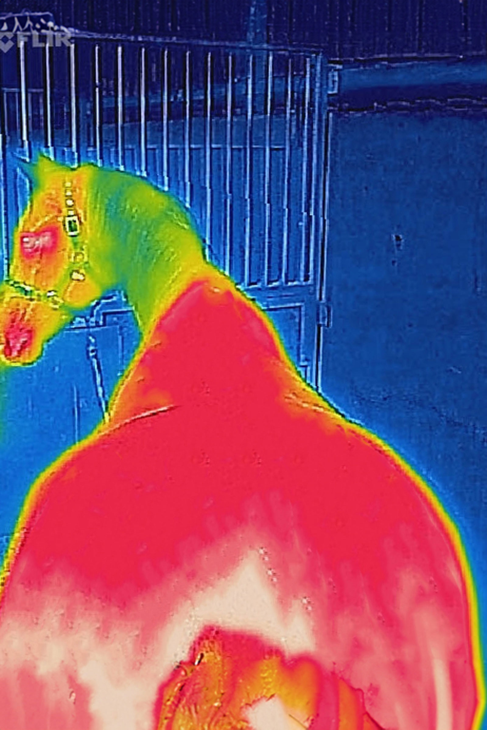 Bucas Therapy Turnout Rug Light, 50g