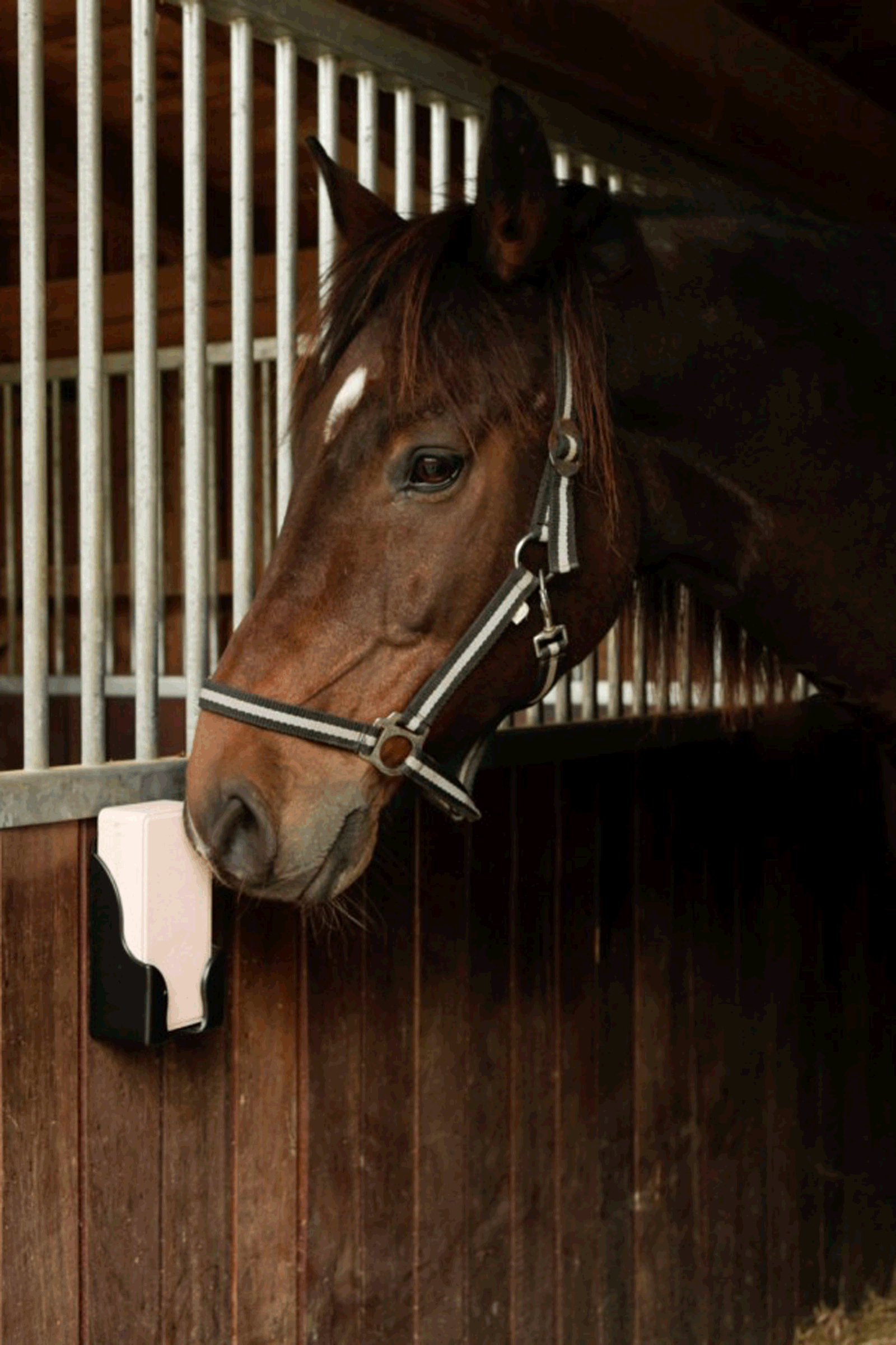 Kerbl Lick Holder For Rectangular Licks