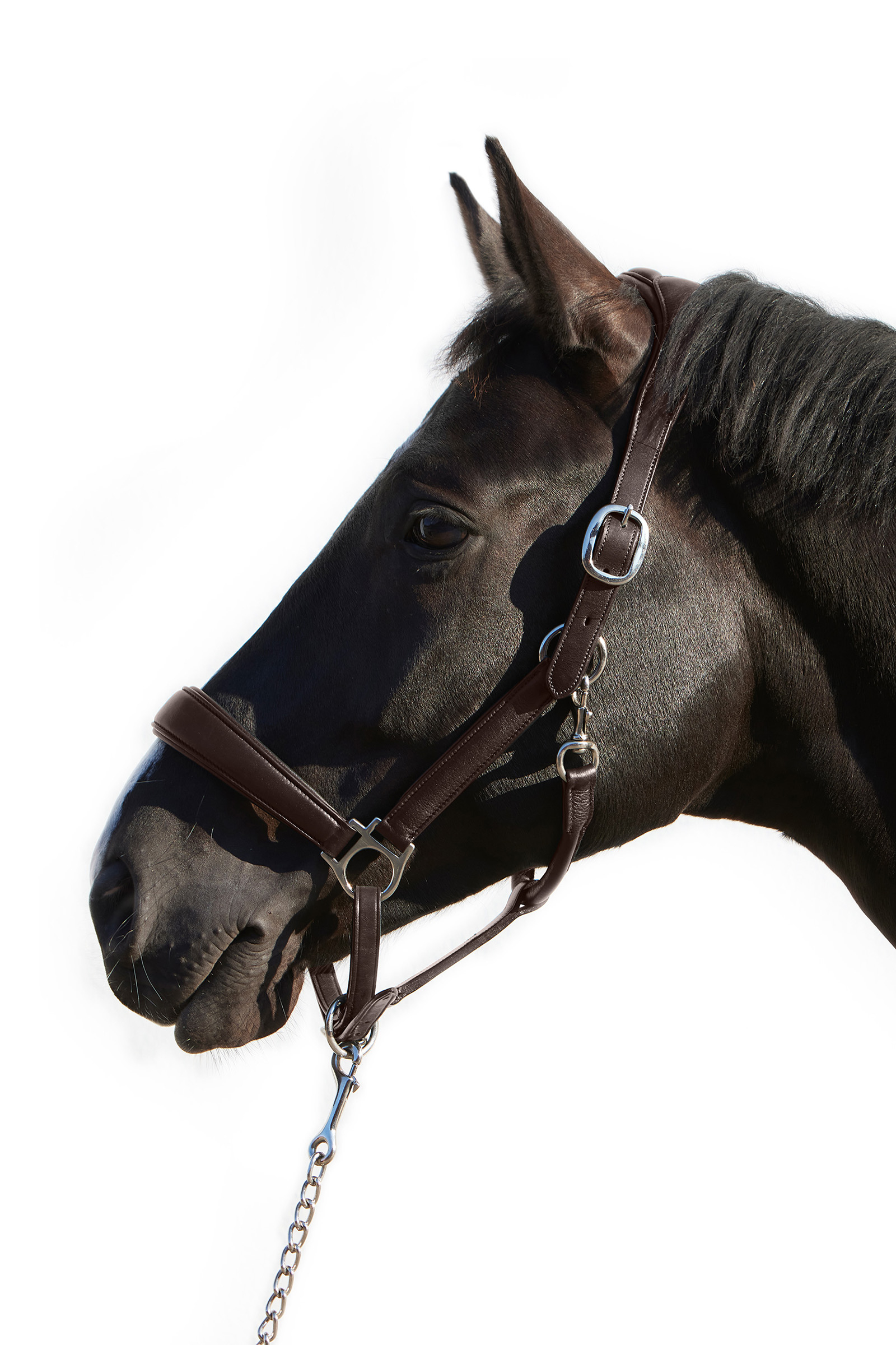 Kieffer Ultrasoft® Deluxe Leather Headcollar
