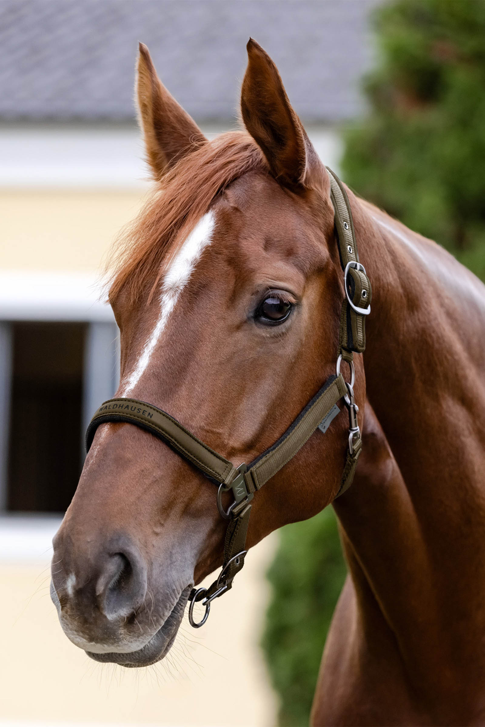 Waldhausen Athletic Halter