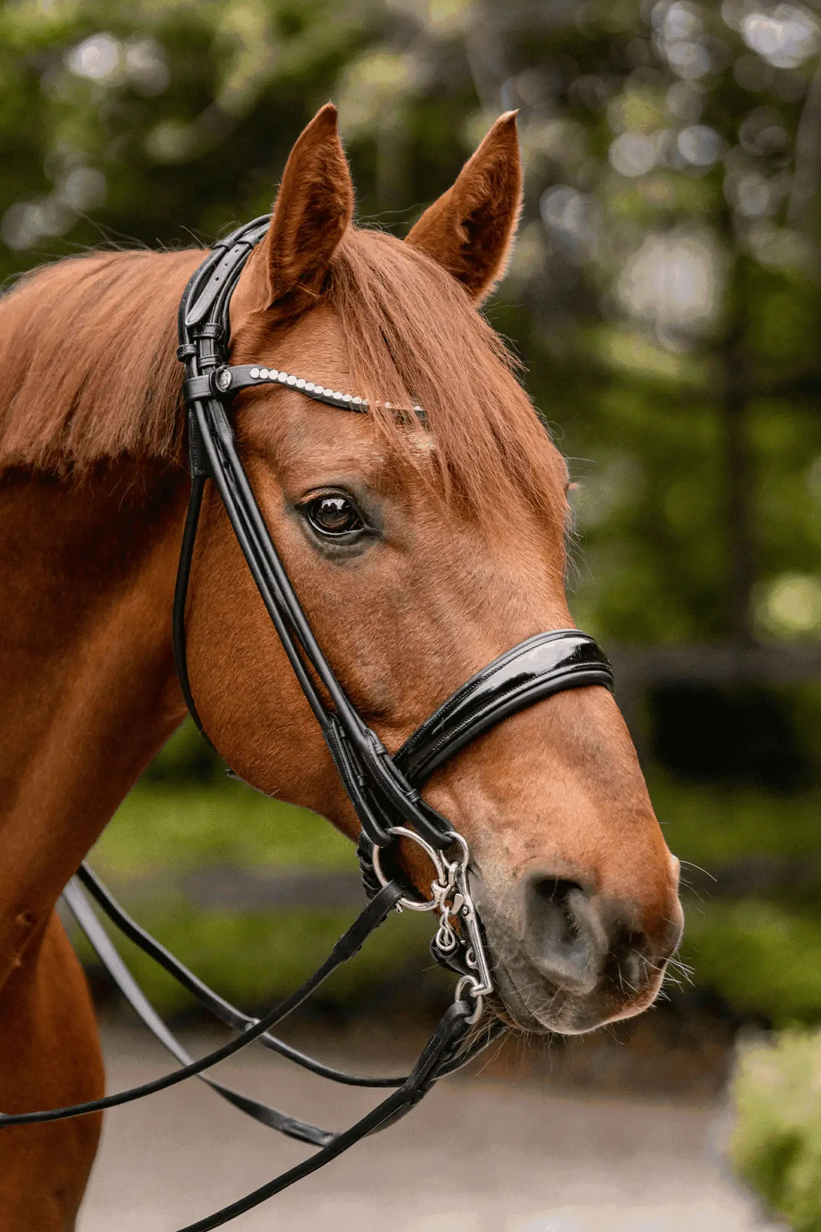 Sprenger Novocontact Weymouth 14mm Sensogan with 5cm Stainless Steel Cheeks