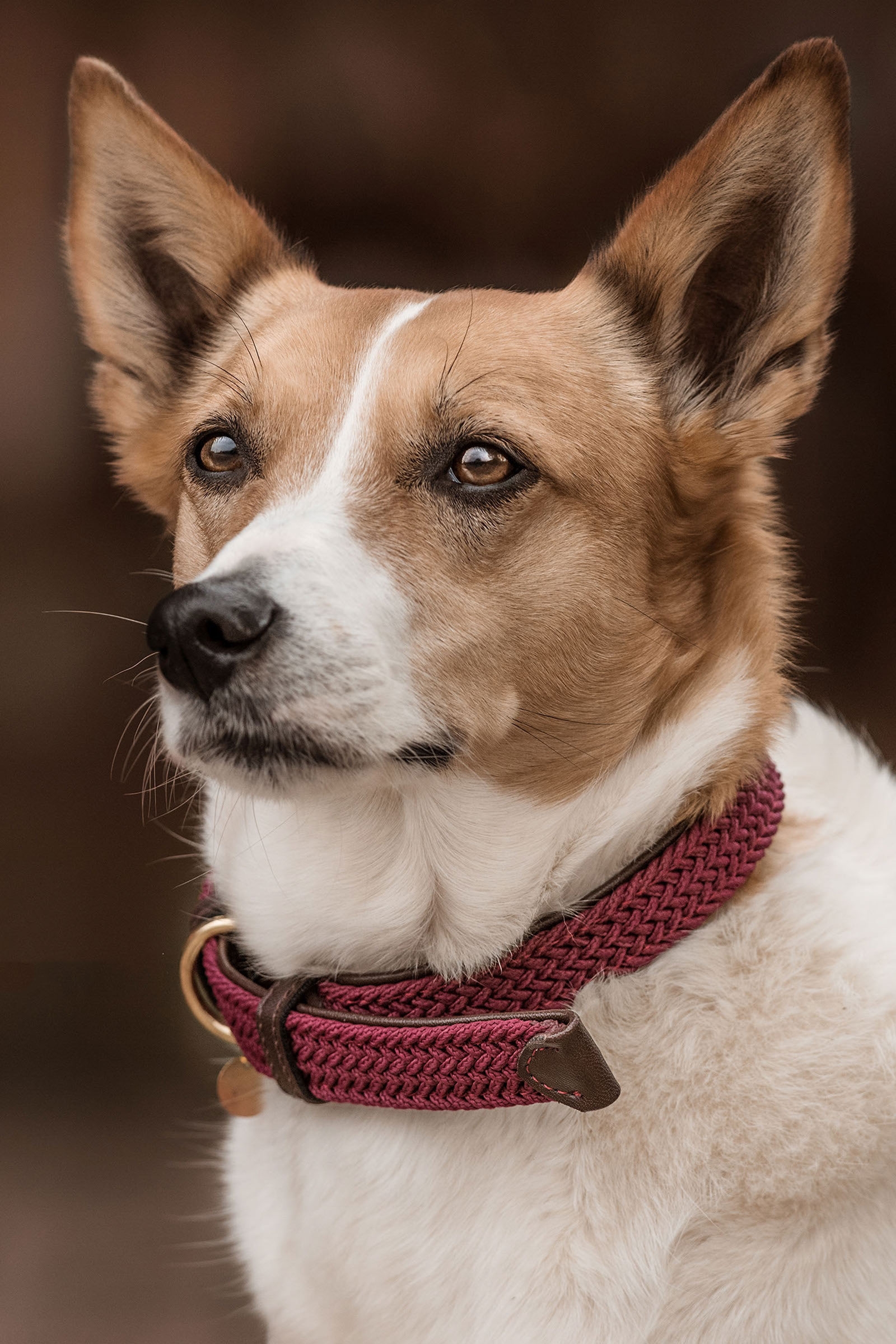 Dark Red Kentucky Dogwear Plaited Nylon Dog Collar