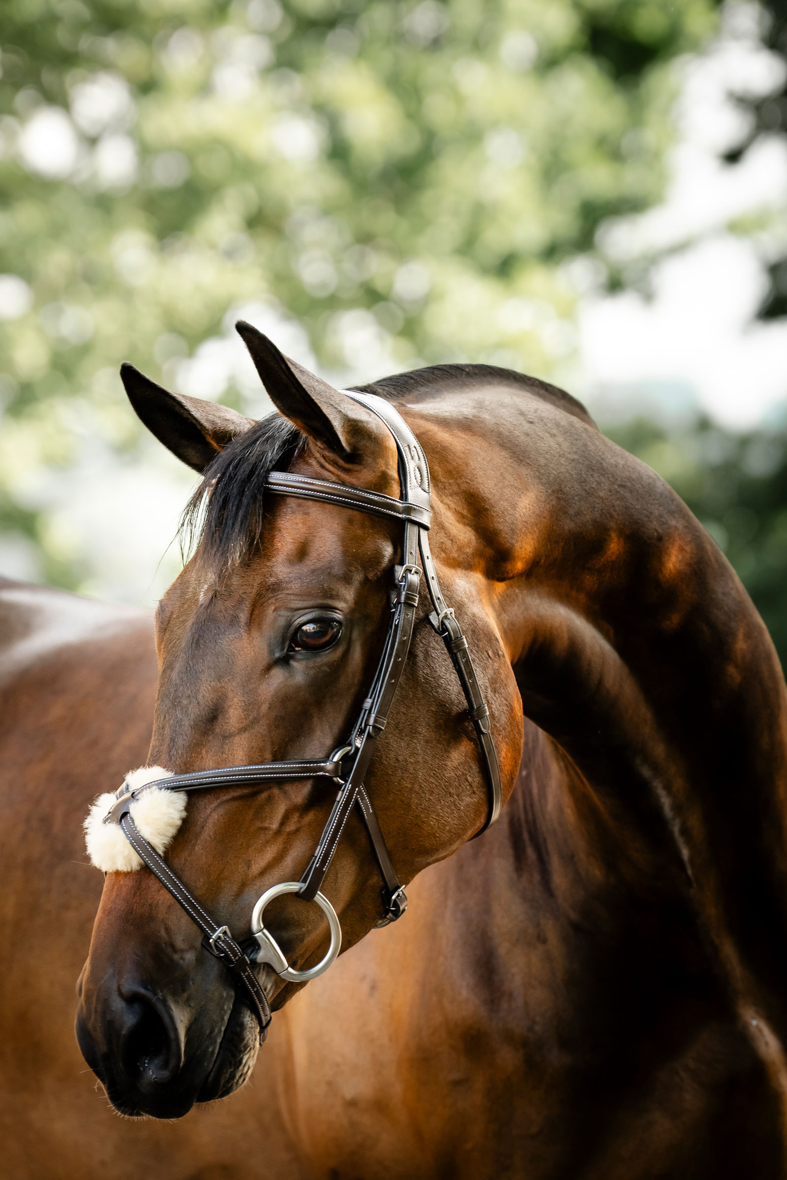 Horseware Figure 8 Grackle Bridle