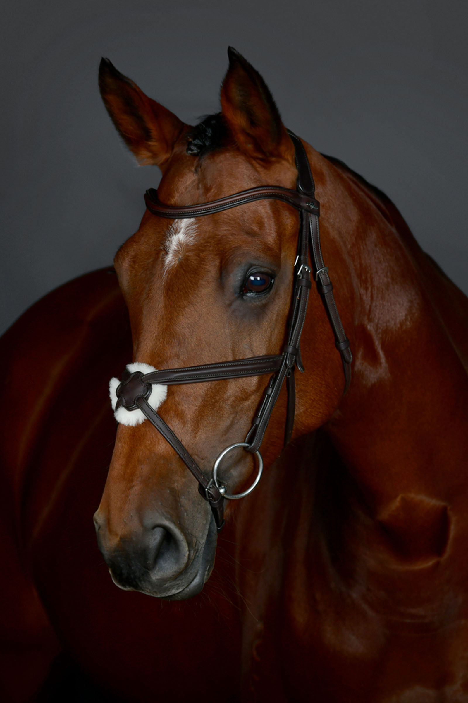 Dark Brown Collegiate Comfitec Opulux Plain Padded Grackle Bridle