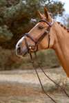 Dy'on D Collection Anatomical Bridle With Flash Noseband 