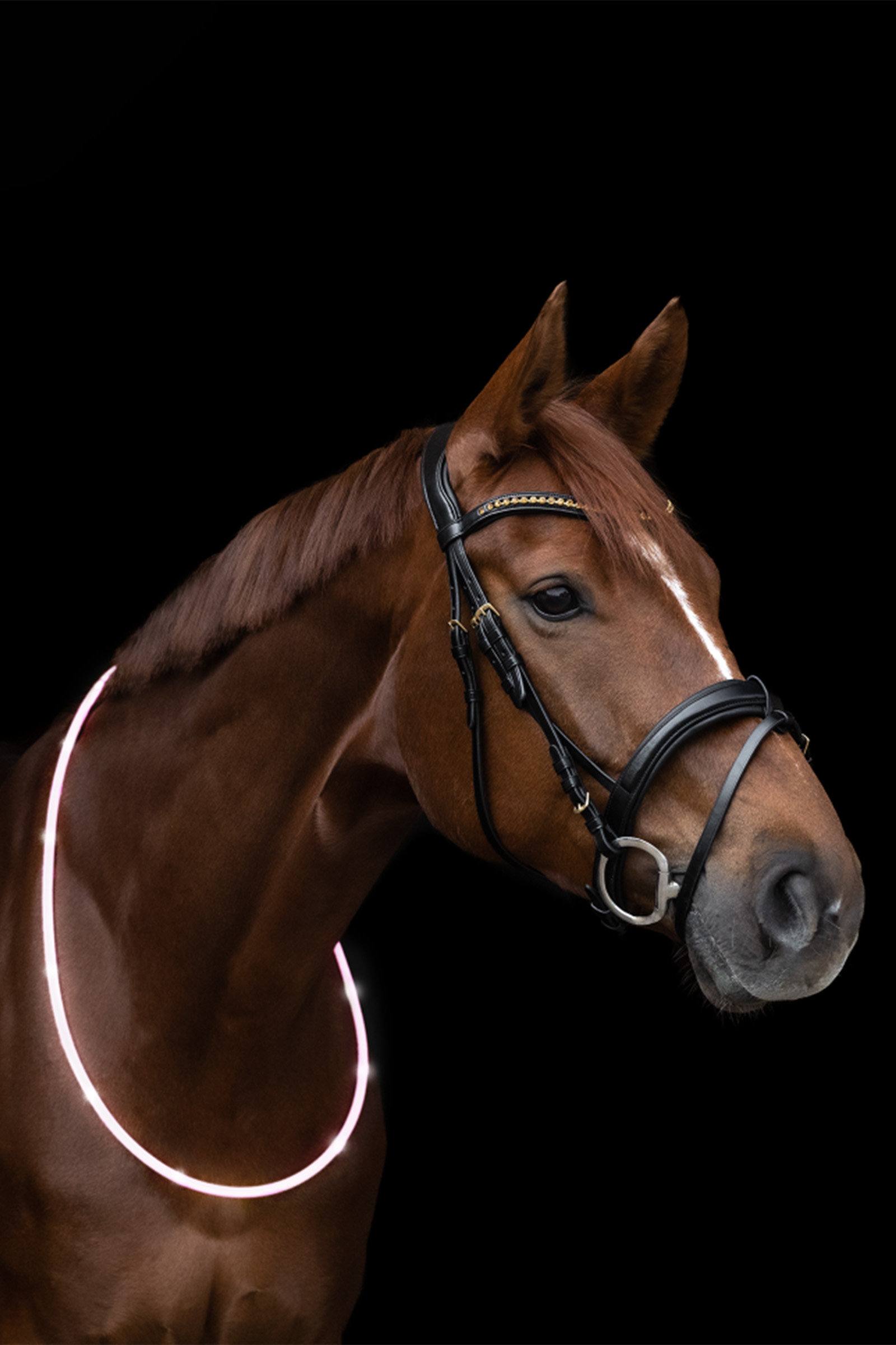 Waldhausen ELT LED-Neck Strap for Horse