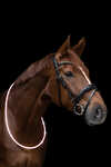 Waldhausen ELT LED-Neck Strap for Horse
