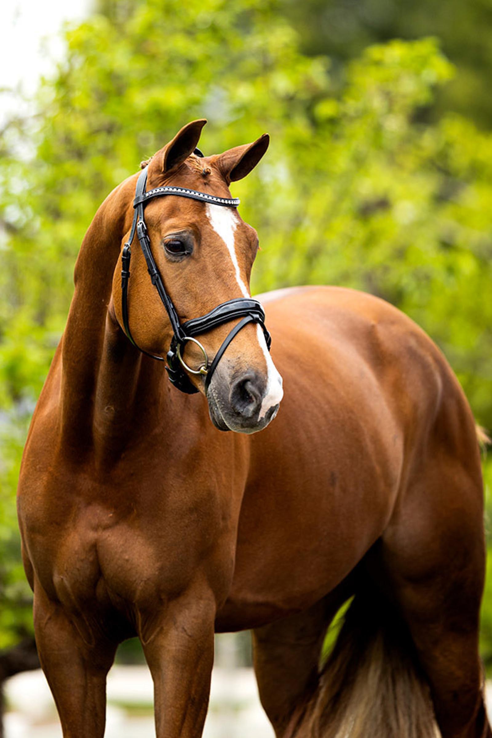 BR Bolton Bridle 