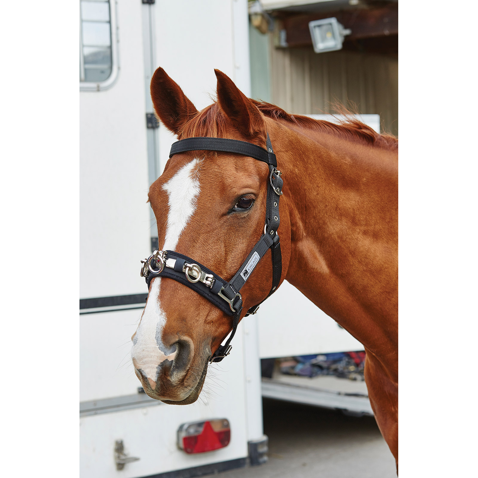 Kincade Cooridinate Lunge Cavesson