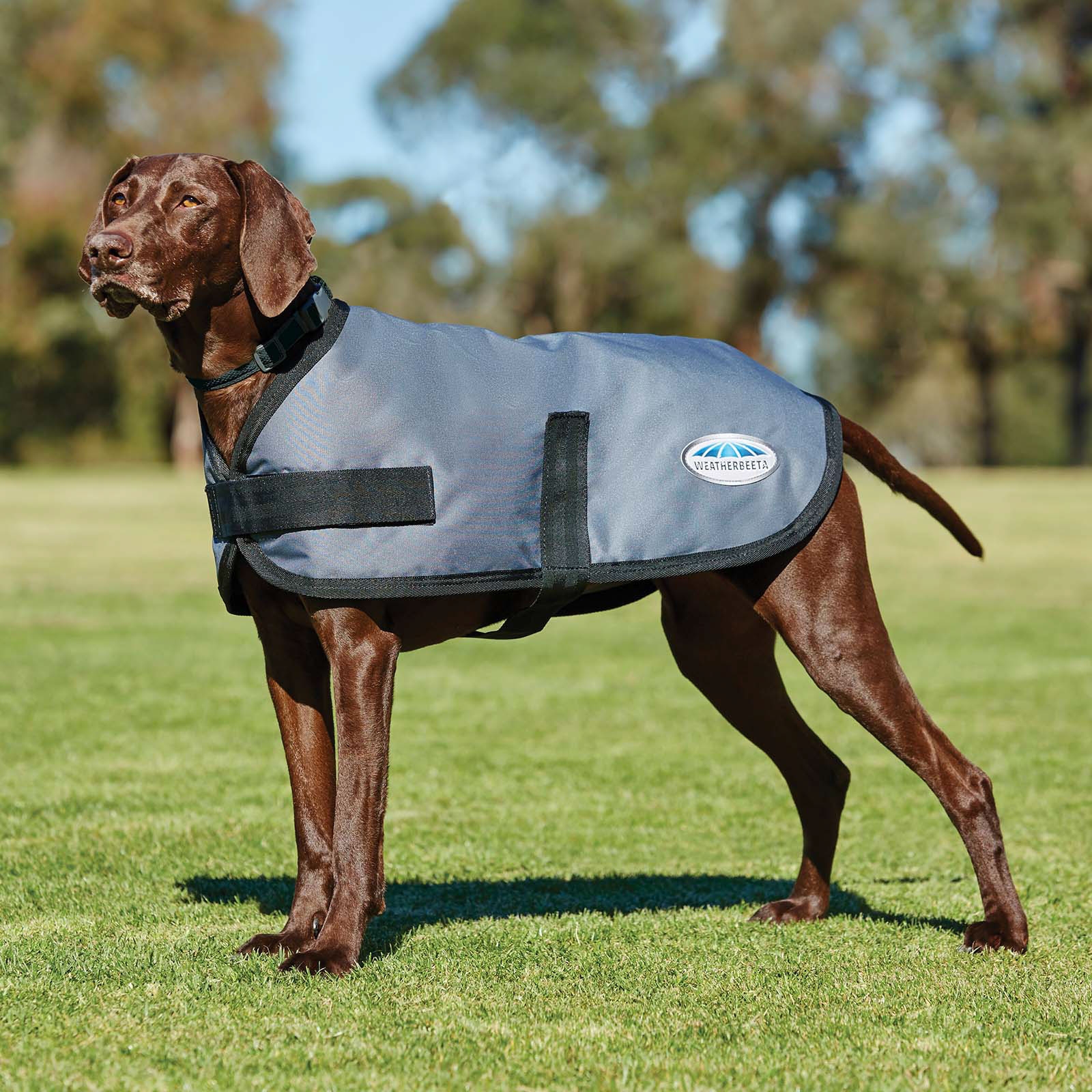Weatherbeeta Comfitec Classic Dogcoat (45-80cm)