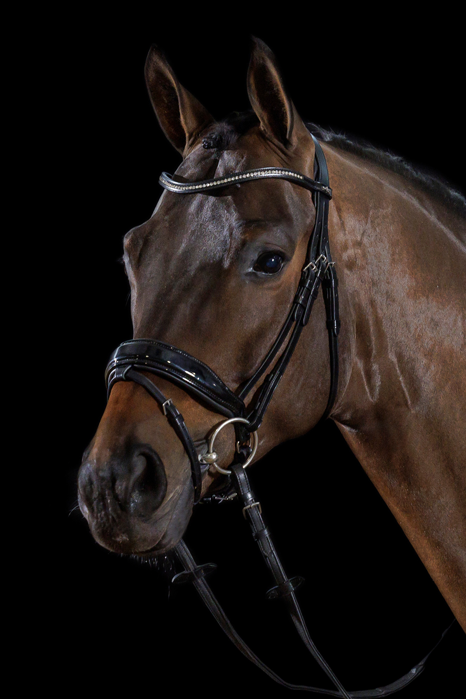 Schockemöhle Sports Stanford Bridle