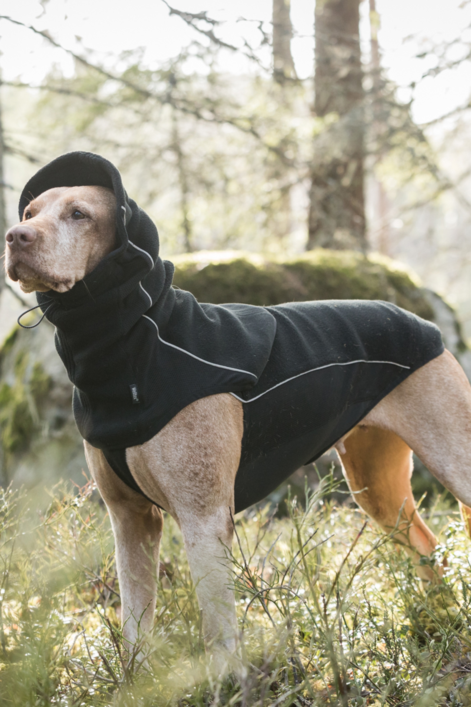 Back on Track Benji Dog Neck Warmer