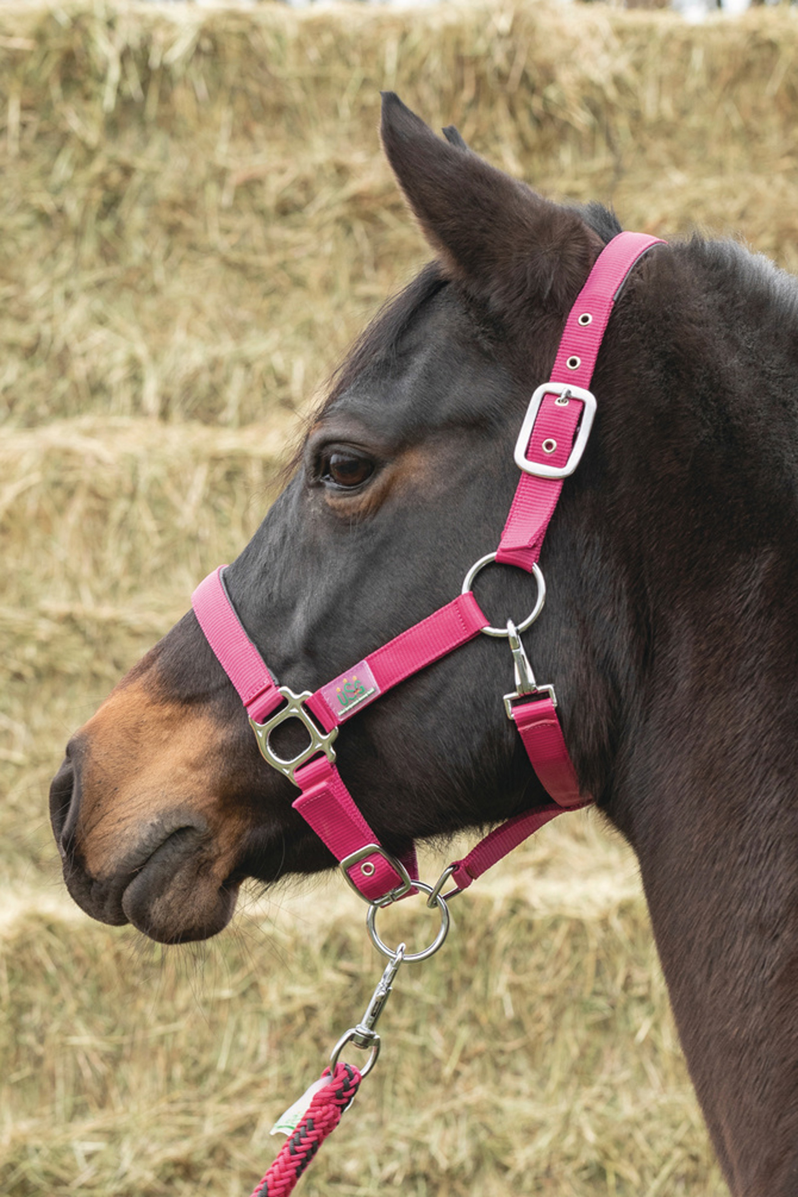 USG Everyday Soft Padded Halter