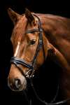 Waldhausen S-Line Glamour Bridle