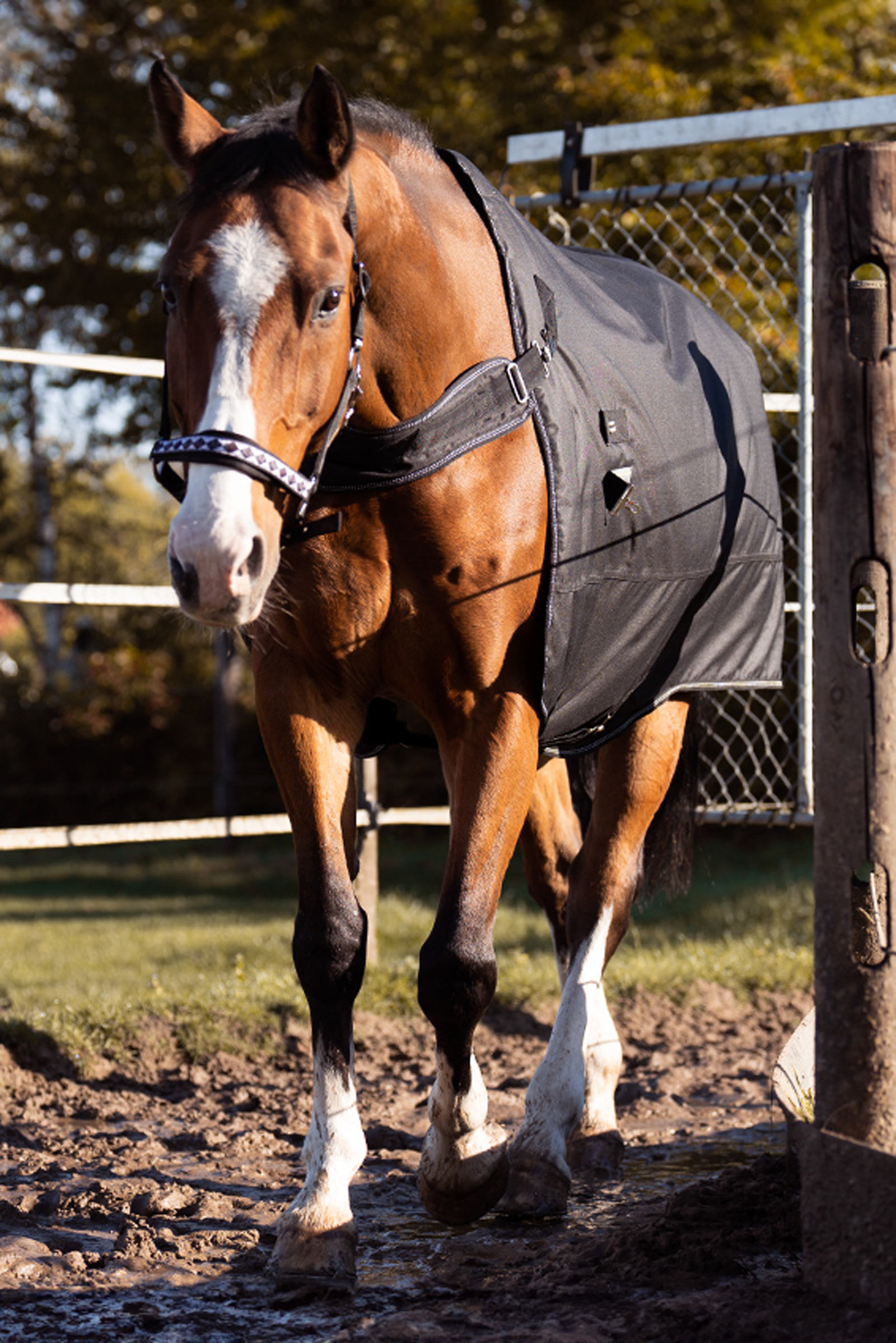 Kavalkade Halifax 2in1 Turnout and Walker Rug 200g